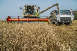 В Белоруссии уже имеется более 6 с половиной миллионов тонн зерна нового урожая