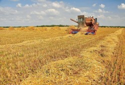Уборочная страда в Белоруссии набирает обороты