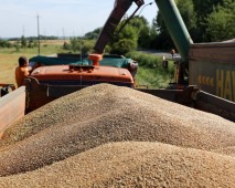 Намолот зерна в Белоруссии перевалил отметку в 8 миллионов тонн