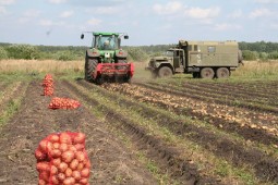 Уборка картофеля в Белоруссии практически завершена