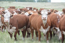 В Белоруссии проведут конкурс на лучшую корову племенной породы